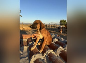 Akis - Ein Hundejunge zum Verlieben