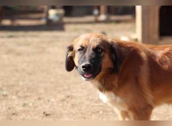 Akis - Ein Hundejunge zum Verlieben