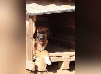 Akis - Ein Hundejunge zum Verlieben