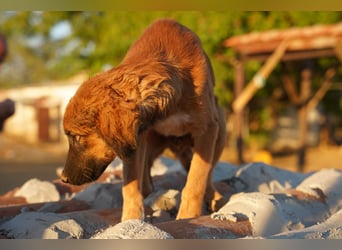 Akis - Ein Hundejunge zum Verlieben