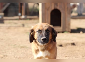 Akis - Ein Hundejunge zum Verlieben