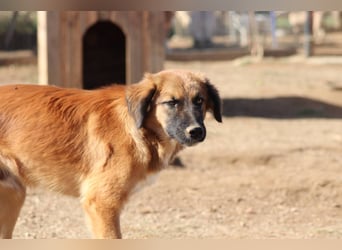 Akis - Ein Hundejunge zum Verlieben