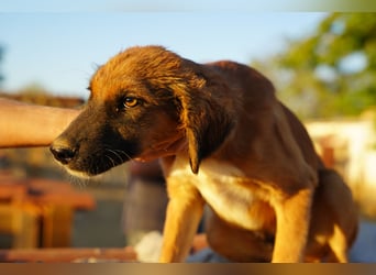 Akis - Ein Hundejunge zum Verlieben