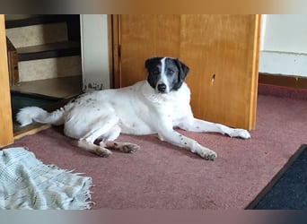 DANTE sucht sein "Für- immer- Zuhause"