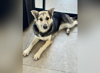 MALAIKA - manche Engel haben Flügel