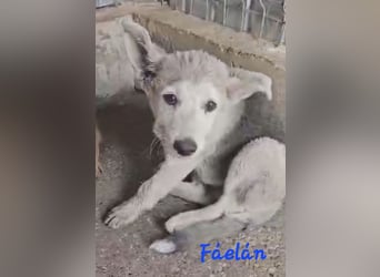 FÁELÁN - der " kleine Wolf " sucht sein Rudel...