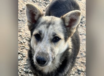 MALAIKA - manche Engel haben Flügel