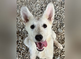 FÁELÁN - der " kleine Wolf " sucht sein Rudel...