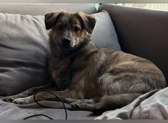 Max braucht dringend ein neues Zuhause