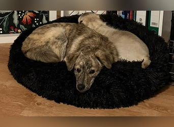 Max braucht dringend ein neues Zuhause