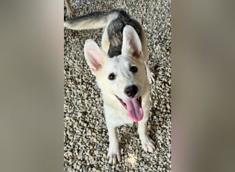 FÁELÁN - der " kleine Wolf " sucht sein Rudel...