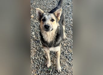 MALAIKA - manche Engel haben Flügel