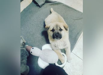 Lusi - Hundekind sucht seine Familie