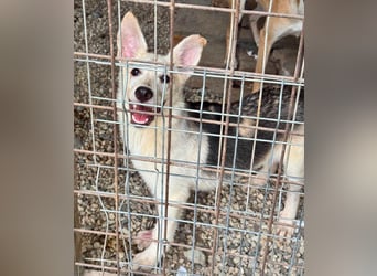 FÁELÁN - der " kleine Wolf " sucht sein Rudel...