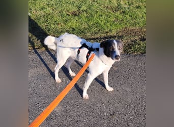 DANTE sucht sein "Für- immer- Zuhause"