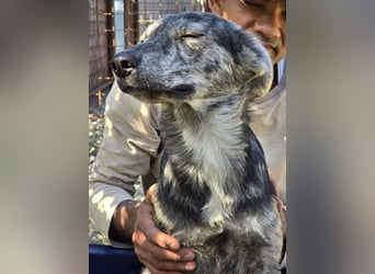 Max braucht dringend ein neues Zuhause