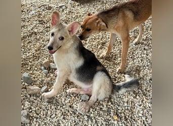 FÁELÁN - der " kleine Wolf " sucht sein Rudel...