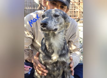 Max braucht dringend ein neues Zuhause