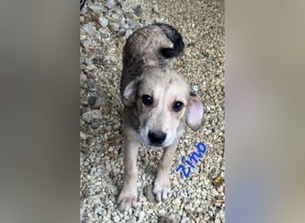 ZINO - Zuhause gesucht