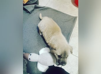 Lusi - Hundekind sucht seine Familie