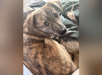 Max braucht dringend ein neues Zuhause