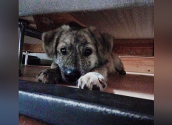 Max braucht dringend ein neues Zuhause