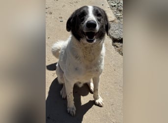 DANTE sucht sein "Für- immer- Zuhause"