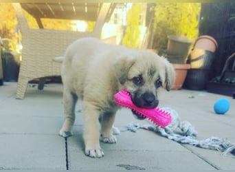 Lusi - Hundekind sucht seine Familie