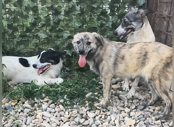 Max braucht dringend ein neues Zuhause