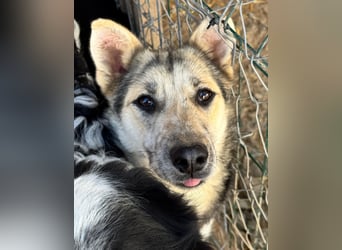 MALAIKA - manche Engel haben Flügel