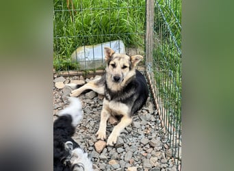 MALAIKA - manche Engel haben Flügel