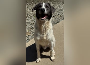 DANTE sucht sein "Für- immer- Zuhause"