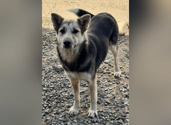 MALAIKA - manche Engel haben Flügel