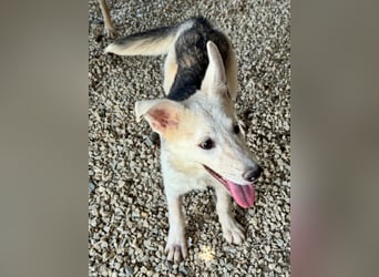 FÁELÁN - der " kleine Wolf " sucht sein Rudel...