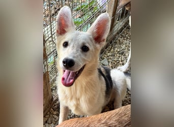 FÁELÁN - der " kleine Wolf " sucht sein Rudel...