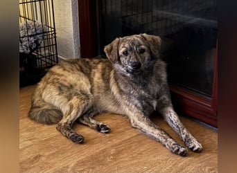 Max braucht dringend ein neues Zuhause