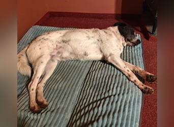 DANTE sucht sein "Für- immer- Zuhause"