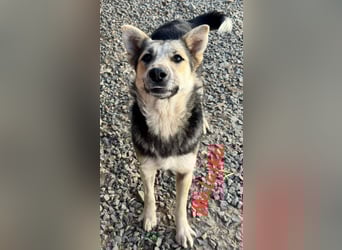 MALAIKA - manche Engel haben Flügel