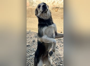 MALAIKA - manche Engel haben Flügel