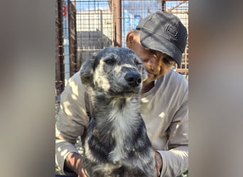 Max braucht dringend ein neues Zuhause