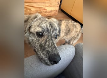 Max braucht dringend ein neues Zuhause