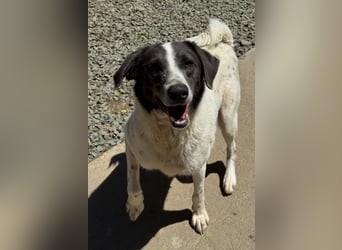 DANTE sucht sein "Für- immer- Zuhause"