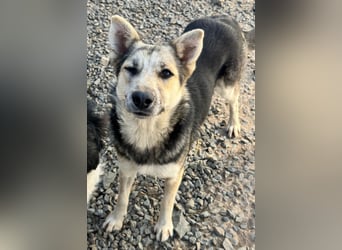 MALAIKA - manche Engel haben Flügel