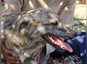 Max braucht dringend ein neues Zuhause