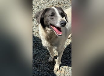 DANTE sucht sein "Für- immer- Zuhause"