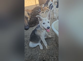 FÁELÁN - der " kleine Wolf " sucht sein Rudel...