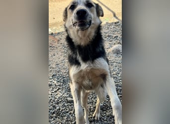 MALAIKA - manche Engel haben Flügel