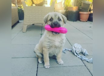 Lusi - Hundekind sucht seine Familie