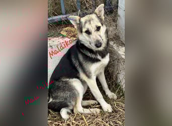 MALAIKA - manche Engel haben Flügel