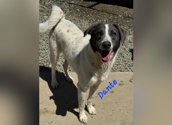 DANTE sucht sein "Für- immer- Zuhause"